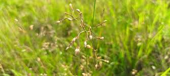 Image result for Tristachya