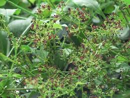 Image result for Rubia cordifolia