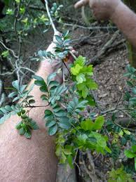 Image result for Haplocoelum