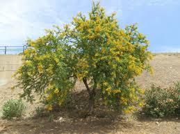 Image result for Acacia tortilis