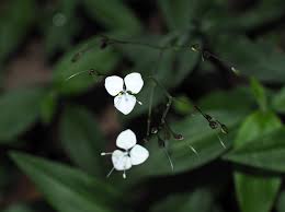 Image result for Aneilema