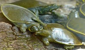 I once had a female florida softshell who's tail was almost as long as the males. Spiny Softshell Turtle Baby Softshell Turtle Care Size And Facts