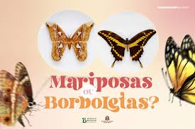 Borboleta e mariposa: conheça as diferenças que tornam esses insetos tão  distintos - Instituto Butantan