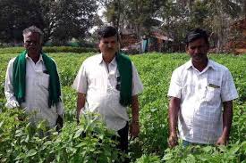 How Cultivating Chia Seeds Is Helping Mysuru Farmers Boost Agricultural Income The News Minute The cultivation costs of chia is a couple of hundred whereas the yields are 3 quintals an acre for the white variety and about 5 quintals for the black it promotes cultivation of chia, with a buyback offer.