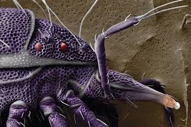 Image result for Micractis