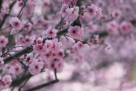 See more of 1 maj on facebook. Sakura Cherry Blossom Japanese Free Photo On Pixabay