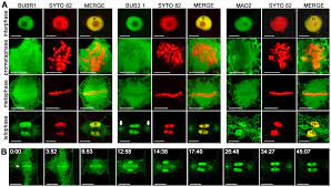 It is published by the american society of plant biologists. Plos One Spindle Assembly Checkpoint Protein Dynamics Reveal Conserved And Unsuspected Roles In Plant Cell Division