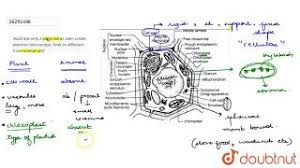 Electron microscope uses electrons and an ordinary microscope uses simple glass plate. Illustrate Only A Plent Cell As Seen Under Electron Microscope How Its Different From Animal Cell Youtube