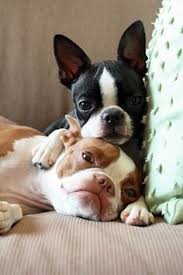 They have the natural ability to follow commands like sit, down or stay. Anyone Know A Boston Terrier Breeder In Nc Sc Or Va Area Tacoma World