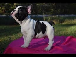 Adopting a dog, cat, kitten or puppy into your home from ahs will be a wonderful experience. French Bulldog Puppy For Sale Male Color Black And White French Bulldog For Sale In Atlanta Ga Youtube
