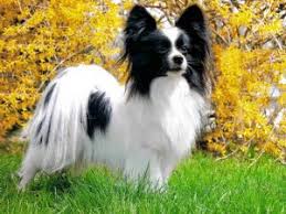 Τα τελευταία tweet από το χρήστη papillon rescue (@papillonrescue). Papillon Puppies In Utah