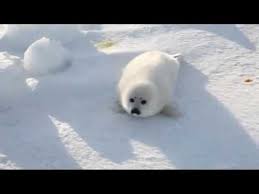 Resultado de imagen de focas bebe