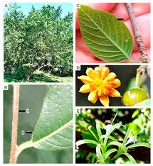 Image result for Lovoa swynnertonii