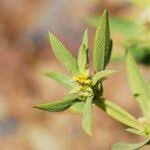 Image result for Geigeria