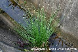 Image result for Isolepis