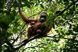 Borneo Wildlife Wwf