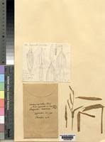 Image result for Acroceras amplectens