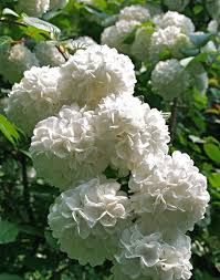 Snowball bushes grow in a temperate climate. Wallace Gardens Snowball Viburnum White Flowers Beautiful Flowers