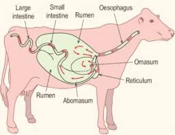 Digestion In Grass Eating Animals Class 7 Nutrition In Animals Science