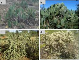Cochineal scale on cactus is initially a nuisance but, in extreme infestations, can weaken and kill the. Global Terrestrial Biomes At Risk Of Cacti Invasion Identified For Four Species Using Consensual Modelling Sciencedirect
