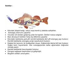Omurgali Hayvanlar Baliklarin Ozellikleri 9 Sinif Biyoloji Canli Alemleri Ve Ozellikleri Konu Anlatim Sunusu 2019 2020