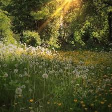Based In Vienna Nature Aesthetic Beautiful Nature Nature