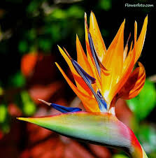 Bird Of Paradise Meaning Flower A Flower Worthy Of It S Name Bird Of Paradise Birds Of Paradise Flower Flower Pictures Birds Of Paradise