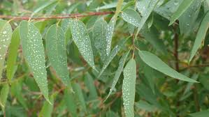 Image result for Eucalyptus cloeziana