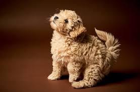 2 maltipoo mix puppies available. Maltipoo Dog Breed Information Facts Pictures Price All Things Dogs All Things Dogs