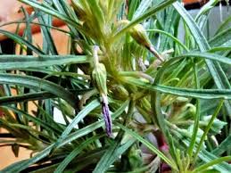 Image result for Afrohybanthus