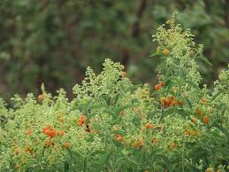 Image result for Hoslundia