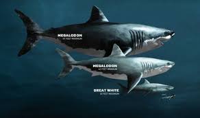 The megalodon, a prehistoric shark that would dwarf even the largest great white, hasn't roamed the seas for millions of years. Megalodon Archives
