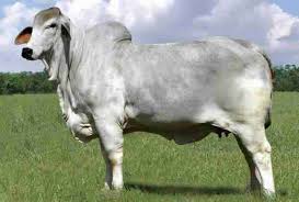 Maybe you would like to learn more about one of these? Livestock American Brahman Cattle