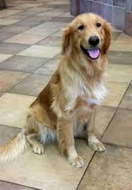 Golden retriever freedom rescue, inc. 5 Best Golden Retriever Rescues In Arizona 2021 We Love Doodles