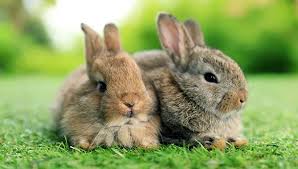 Image result for bunny
