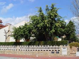 Image result for ficus benjamina en casa
