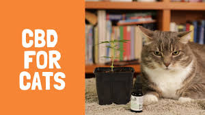 We did not find results for: Cbd For Cats Top 7 Benefits Youtube
