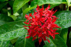 Image result for Ixora sp. A