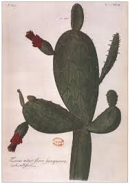 Con esta novela el autor da forma literaria a sus teorías filosóficas elementos discretos dispuestos de forma lineal. Opuntia Index Part 2 Nomenclatural Note And C E