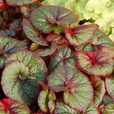 Image result for Begonia poculifera