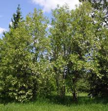 Image result for Robinia