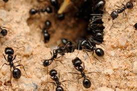 Alliance pest management provides provides comprehensive pest control services to residential and commercial customers in phoenix & scottsdale, az and the surrounding areas. Ant Exterminator In Phoenix Alliance Pest Management