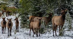 Tierspuren im schnee erzählen eine geschichte. Tierspuren Erkennen Kann Man Am Besten Im Schnee Tiernah