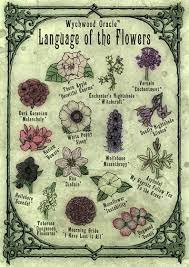 Wall Art Darker Flowers Print Poison Garden Language Of The Etsy Dark Flowers Poison Garden Witch Garden