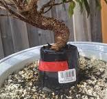 Trying for aerial roots on my ficus - am I doing this right ...