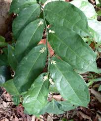 Image result for Rhaptopetalum