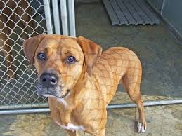 Both are very impressive and powerful breeds of dog; This Is The Breed My Dog Is This Is What He Looks Like I Love Him 3 Beagle Lab Mixes Pitbull Mix Beagle