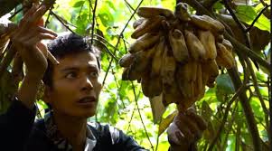 Selain kolekis gambar buah buahan segar dan penjelasannya diatas, kamu juga bisa mengunduk koleksi gambar sketsa buah buahan yang dapat kamu jadikan objek referensi belajar menggambar bagi anak kalian. Buah Sangat Langka Ditemukan Di Hutan Indonesia Belum Ada Nama Malangtimes