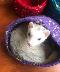 Ferret Small Animal Nesting Basket Etsy Ferret Toys Small Pets Animals