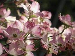 See trees with purple flowers, pink flowers, and white flowers and get basic care essentials and planting tips. Dogwood Varieties Learn About Different Kinds Of Dogwood Trees